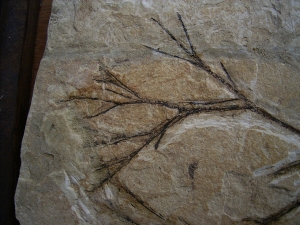 Plant fossil Maffeia, Monta Bolca