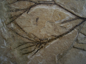 Plant fossil Maffeia, Monta Bolca