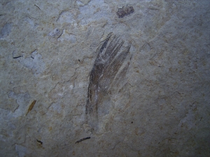 Bird feather and plant remains