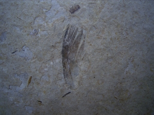 Bird feather and plant remains