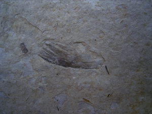 Bird feather and plant remains