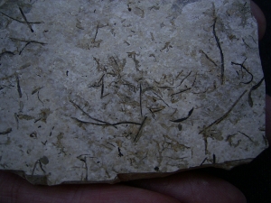 Bird feather and plant remains