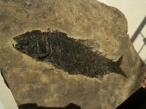 Top-Museumsstück, Trias Fisch Paralepidotus