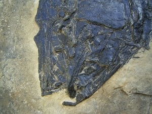 High-class museum piece, triassic Paralepidotus