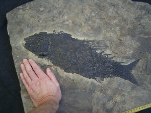 High-class museum piece, triassic Paralepidotus