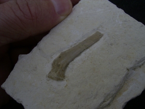 Schildkröten Knochen aus dem Plattenkalk