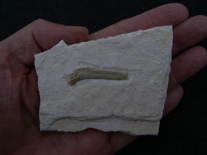 Turtle bone, German limestone