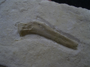 Turtle bone, German limestone