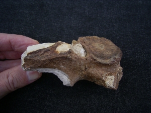 Pliosaur vertebra