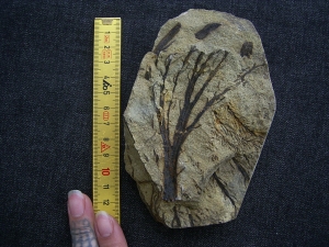 Calamophyton - Devonian plant