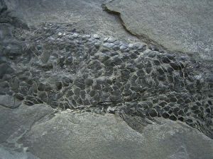 Coelacanth Osteolepis