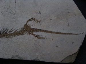 Amphibian skeleton Chelotriton