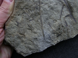 Aneurophyton Devonian plant