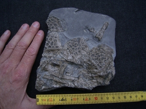 Steneosaur bone slab, Holzmaden