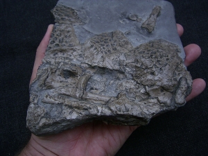 Steneosaurs Knochenplatte, Holzmaden