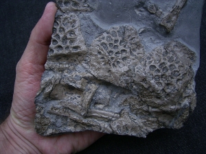 Steneosaur bone slab, Holzmaden