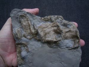 Steneosaurs Knochenplatte, Holzmaden