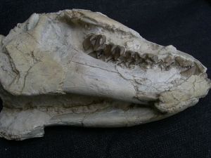 Oreodont skull