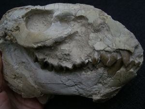 Oreodont skull