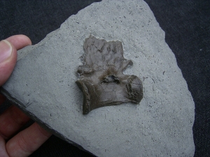Crocodile vertebra, Holzmaden