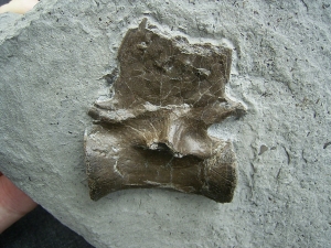 Crocodile vertebra, Holzmaden