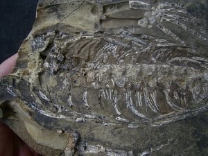 Hovasaurus skeleton pos/neg