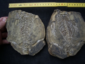 Hovasaurus Skelett pos/neg