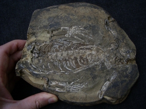 Hovasaurus skeleton pos/neg