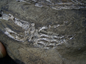 Hovasaurus Skelett pos/neg