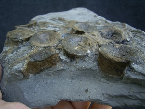 Ichthyosaur bones, Stenopterygius