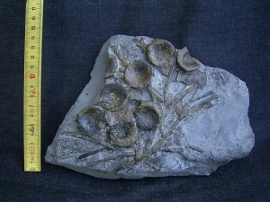 Ichthyosaur bones, Stenopterygius