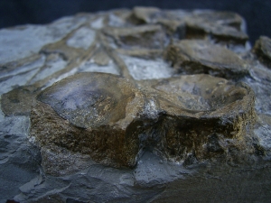Ichthyosaurus Knochenplatte, Stenopterygius