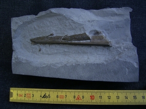 Ichthyosaurus Schnauzenspitze mit Zähnen
