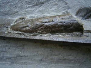Ichthyosaurus Schnauzenspitze mit Zähnen