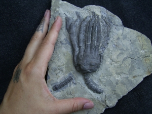 Crinoid, Encrinus #3