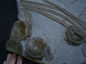 Eurhinosaurus Knochenplatte