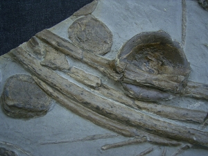 Eurhinosaurus Knochenplatte