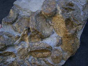 Temnodontosaurus Knochenplatte