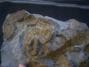 Temnodontosaur bone slab