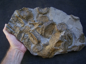 Temnodontosaurus Knochenplatte