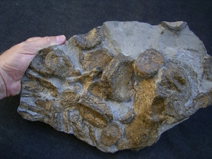 Temnodontosaur bone slab