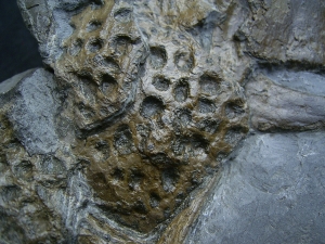 Steneosaurus Knochenplatte