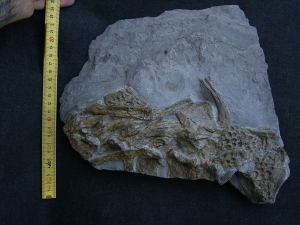 Steneosaurus bone slab