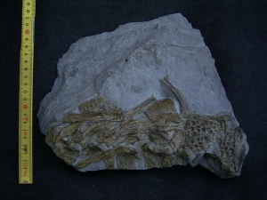 Steneosaurus bone slab