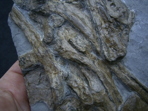 Steneosaurus Knochenplatte