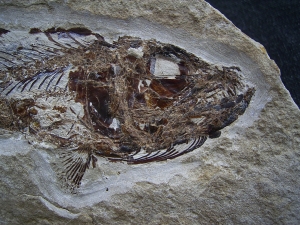 Eurypholis: Predatory fish with stomach content