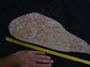 Lias-Pflanzenfossilien Podozamites