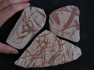 Plant fossils Thinfeldia and Podozamites