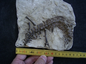 Mesosaurus Skeleton