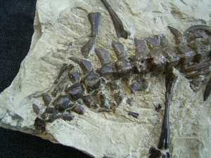 Mesosaurus Skelett